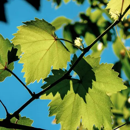 Weinhaus Burg-schneider * Reil