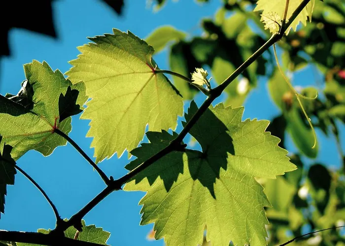 Weinhaus Burg-schneider * Reil