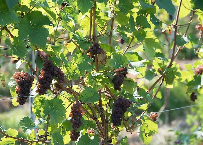 Weinhaus Burg-schneider Reil